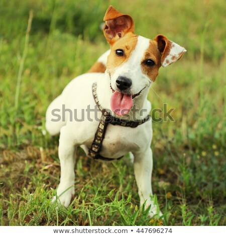 mountain cur jack russell mix